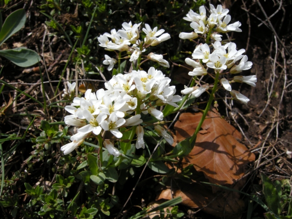 Iberide rupestre? no Noccaea praecox (=Thlaspi praecox)